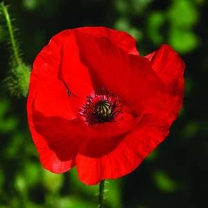 Meet your Posher, Barbra